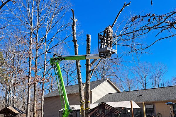 Tree Work